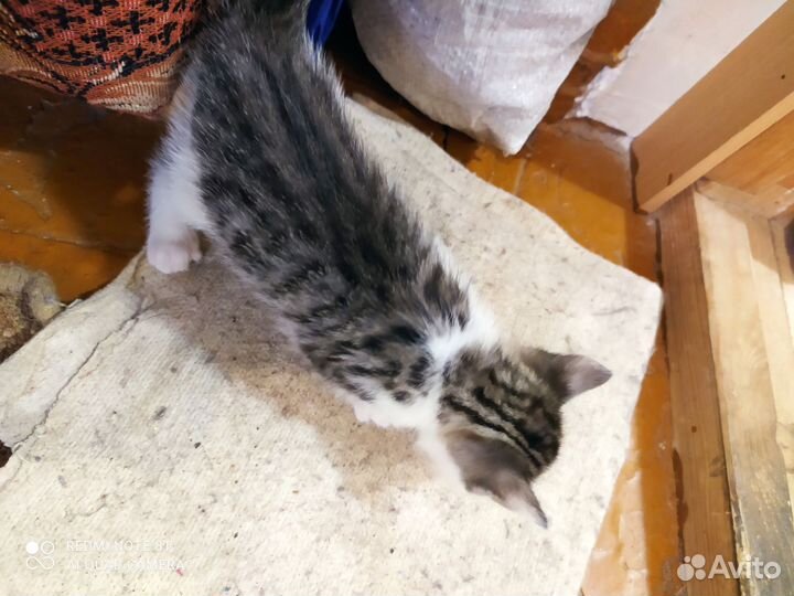 Котята: девочка и мальчик