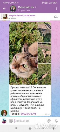 Кошечку спасти