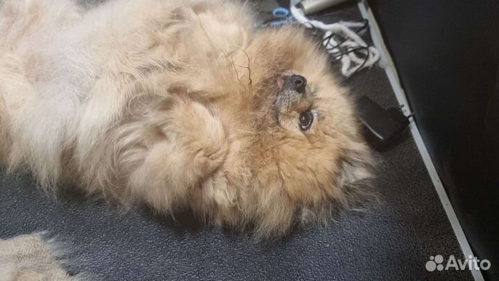 Ветеринарный врач