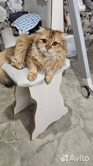 Золотая шиншилла вислоухая