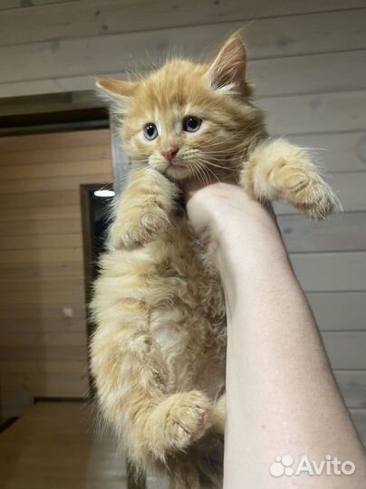 Котята мейн-кун девочка