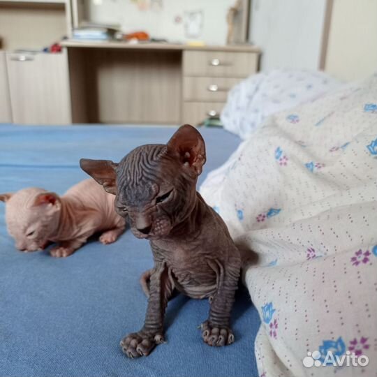 Донской сфинкс котята