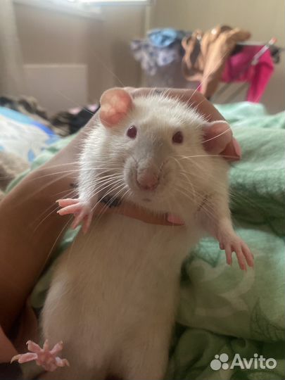Крыса с клеткой бесплатно, + денежный бонус