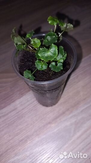 Кампанула (жених)