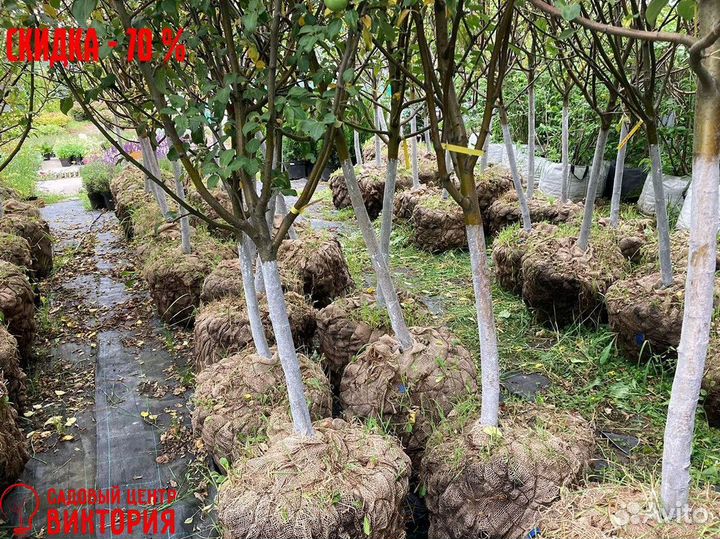 Груша, яблоня, вишня, черешня, слива. Саженцы