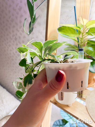 Хойя хешкелиана альбомаргината