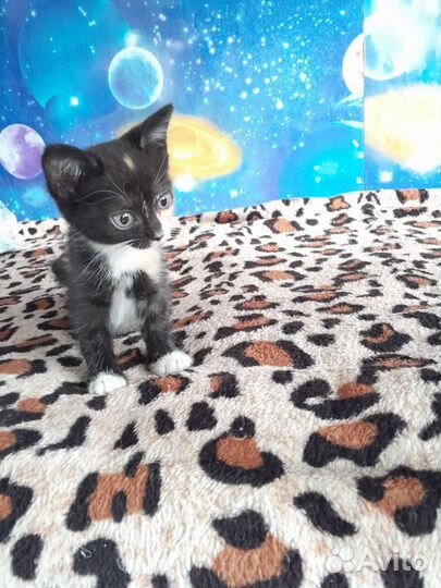 Котенок