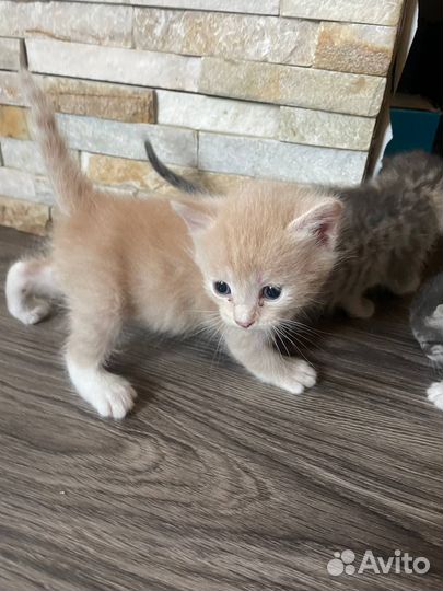 Котята в добрые руки даром