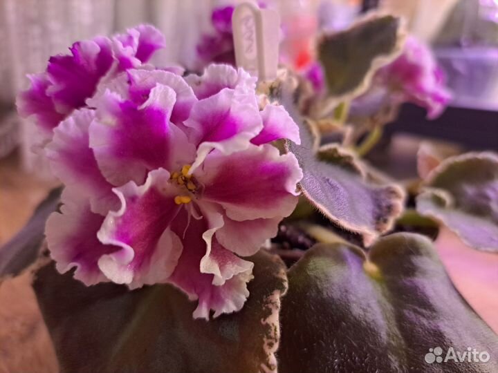 Сортовые фиалки