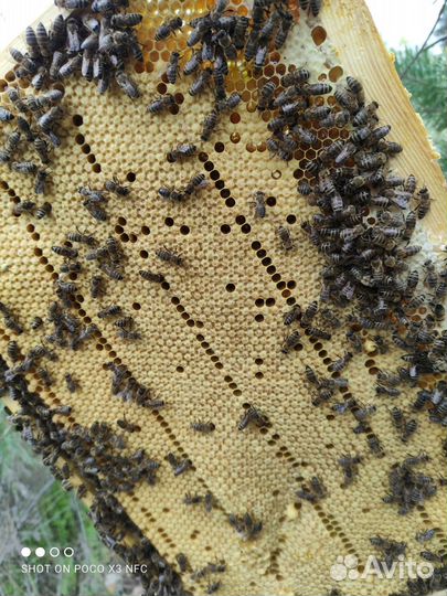 Пчелопакеты карника, семьи