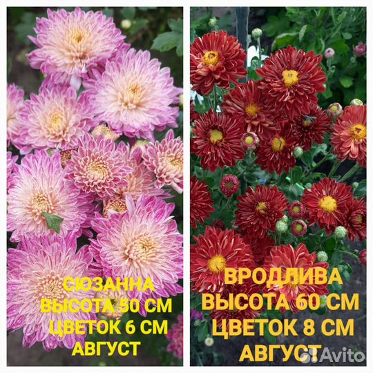 Хризантема корейская саженцы