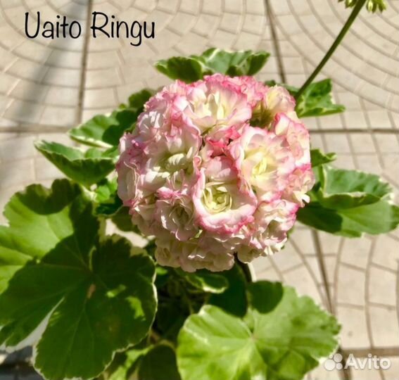 Герань пеларгония сортовая