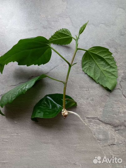 Меняю или продам гибискус с ростком на пеларгонию