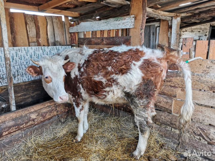 Домашние животные