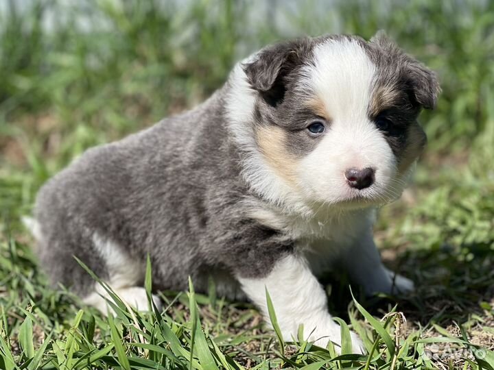 Бордер колли щенки