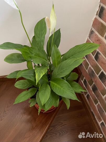 Спатифиллум