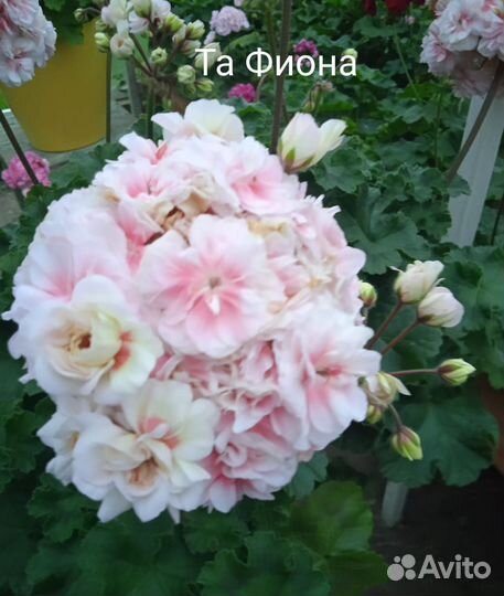 Пеларгония сортовая