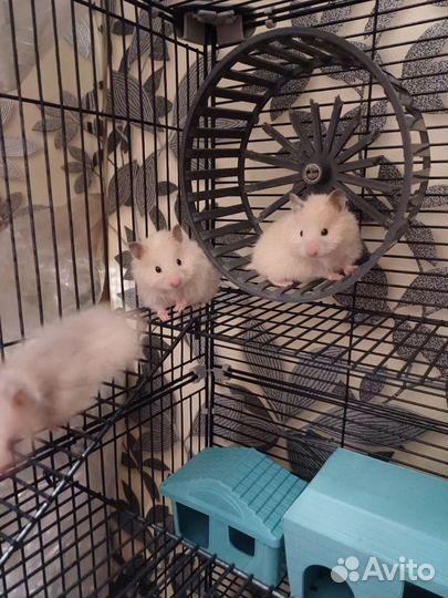 Сирийские Ангорские Хомяки мальчик и девочка