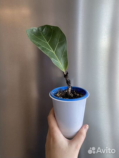 Фикус Лирата