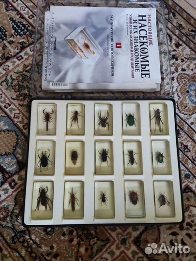 Насекомые в стекле