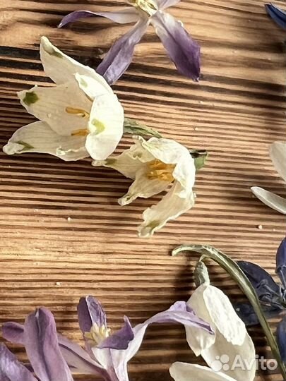 Сухоцветы первоцветы