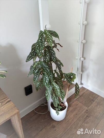 Бегония макулата