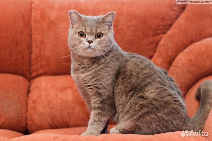 Шикарная британская кошка в дар