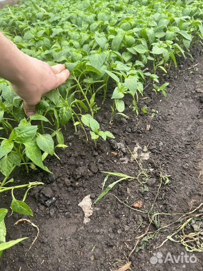 Рассада помидор огурцов