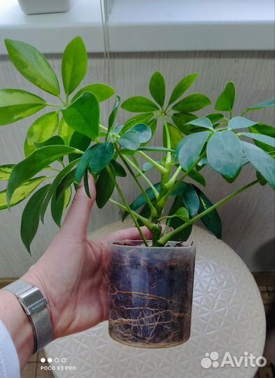 Шефлера вариегатная