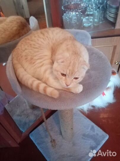 Шотландский кот в добрые руки