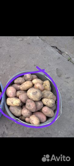 Продам картофель домашний