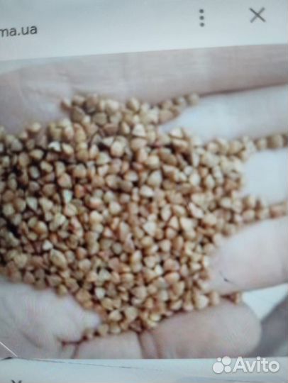 Гречка оптом