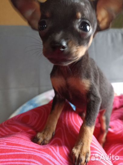 Мини той-терьер