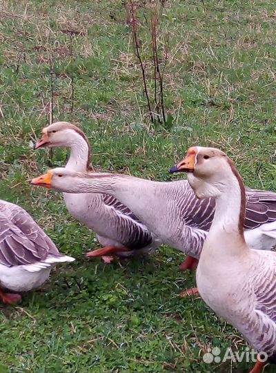 Инкубационное яйцо