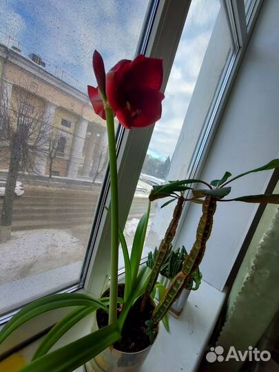 Гиппеаструм сортовой