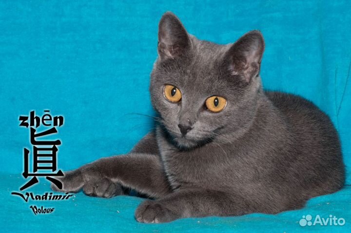 Дымчатая кошечка