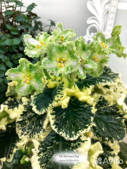 Укорененные Черенки с детками, можно набором