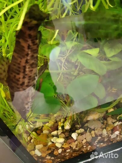 Аквариумные рыбки