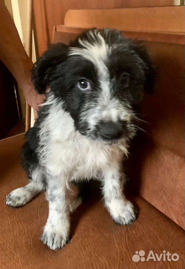 Ласковый красивый щенок