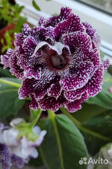 Глоксиния сортовая