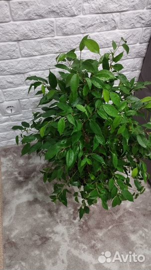 Фикус мелколистный, 75см