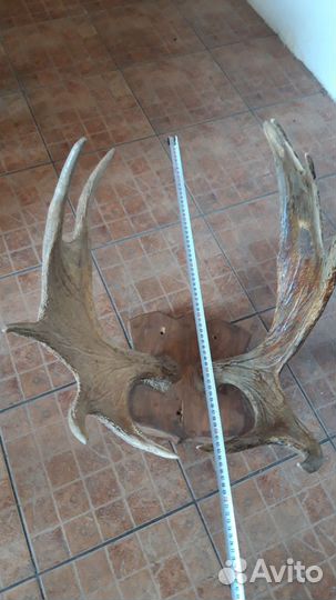 Рога оленя,косули.и др