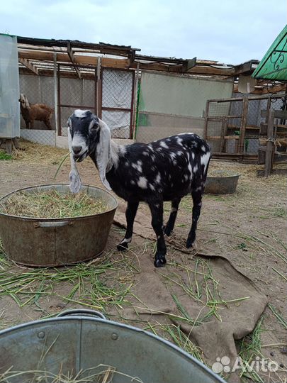 Нубийские козы камори