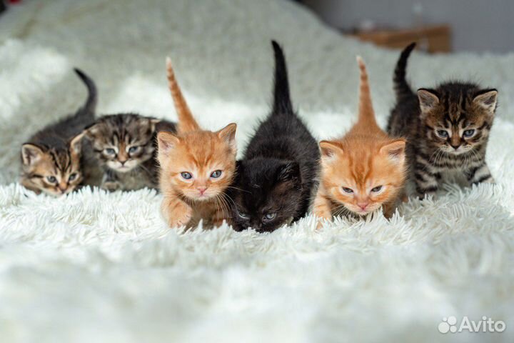 Котята в добрые руки бесплатно