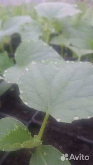 Рассада огурцов