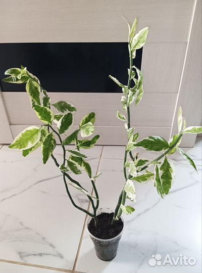 Педилантус