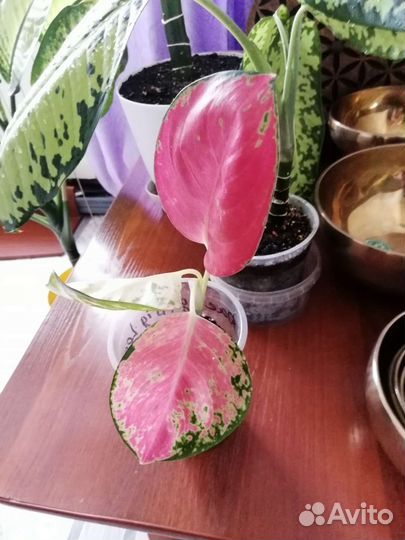 Аглаонема Chang Daeng (Big Leaf)