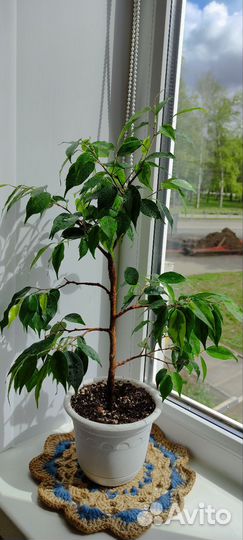 Фикус бенджамина бонсай