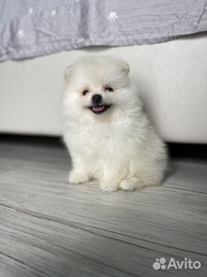 Щенки померансного шпица