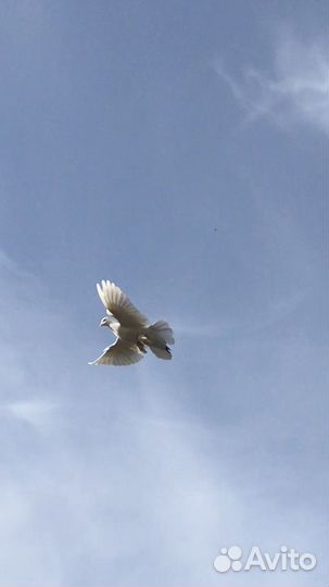 Голуби домашние